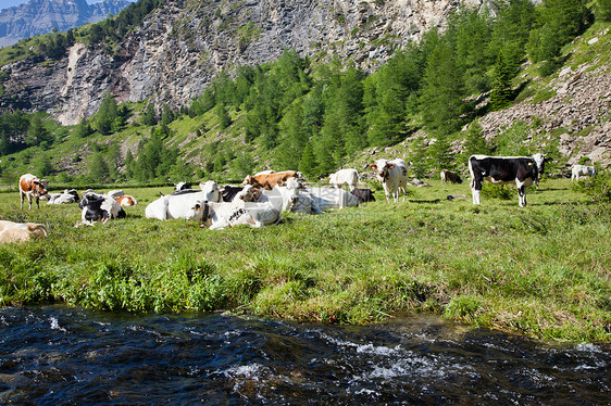 奶牛和意大利阿尔卑斯山岩石牛肉场地爬坡草地高山远足旅游农场牧场图片