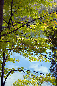 树叶晴天树木蓝色黄色叶子分支机构绿色森林植物学植物图片
