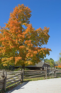 秋瀑阳光照射蓝色黄色人行道天空树叶房子木板院子栅栏图片