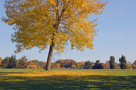 公园绿色蓝色阳光照射黄色天空树叶红色图片