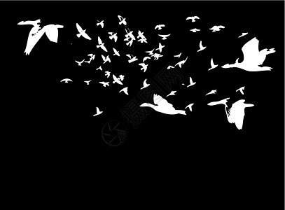 黑人背景鸟类生命矢量艺术动物植绒迁移森林生活羽毛插图剪影编队季节图片