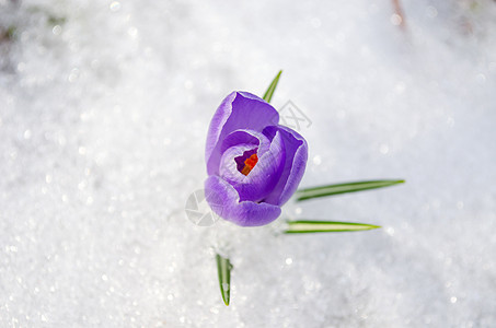 蓝春春花朵在雪中紧贴图片