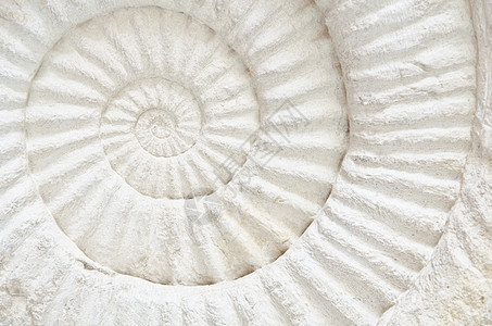 Ammonite史前化石螺旋铁矿矿物骨骼蜗牛线圈化石白色漩涡菊科图片