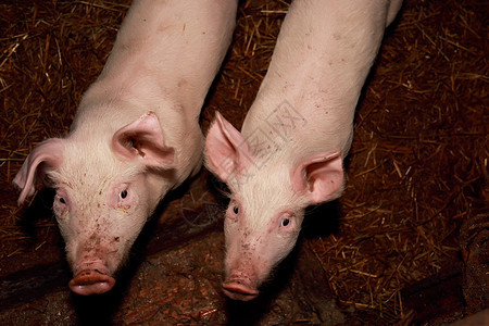 两只猪食物图片