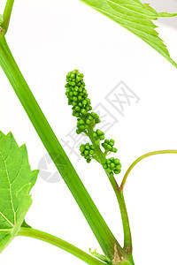 葡萄叶框架生长农业藤蔓水果小枝白色漩涡藤叶绿色图片