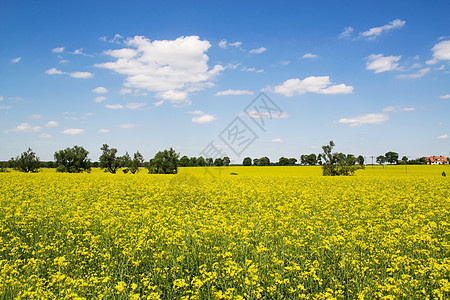 春色 黄地和蓝天空图片