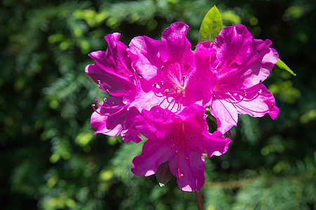 特写 选择性焦点植物学绿色萼片宏观花瓣植物脆弱性紫色花园生长图片