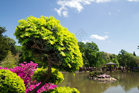 日本花园中美丽的植物群落图片