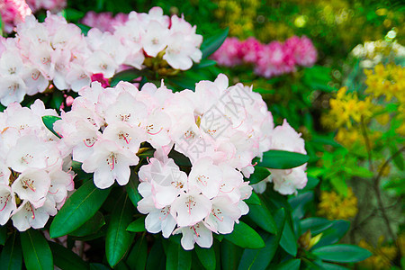 美丽的公园花园在春天环境粉色院子公园后院花朵灌木草地孤独白色图片