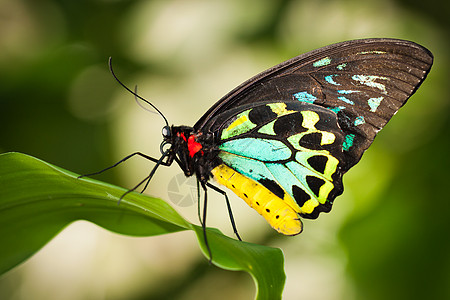 鸟蝴蝶阳光环境欣快感热带叶子荒野昆虫季节宏观蓝色背景图片