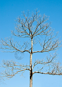 枯木的树晴天蓝色生长太阳干旱孤独闲暇天空图片