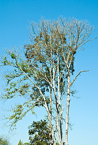 枯木的树生长天空孤独干旱树干晴天闲暇蓝色太阳图片