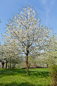 春天在园圃中生树农村国家蓝色天空园艺水果农业花园季节树木图片