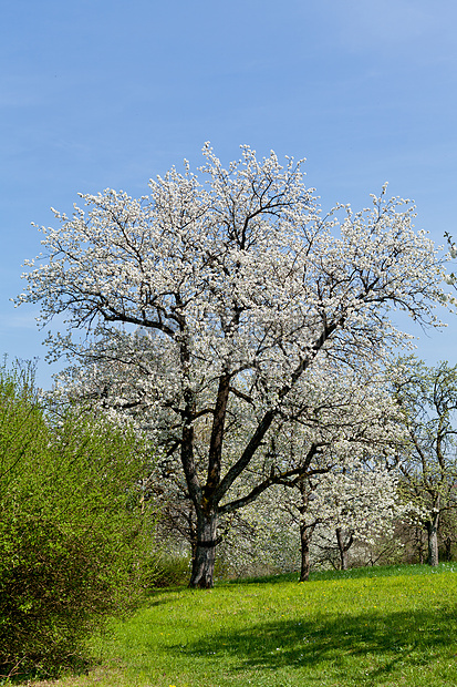 春天在园圃中生树蓝色环境风景植物树木国家草地季节花园叶子图片