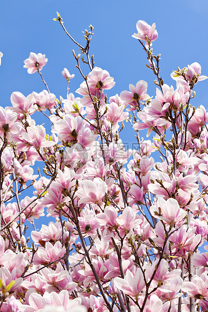 粉红色木兰花 在春天在户外开花花瓣公园季节环境晴天背景植物群卡片植物宏观图片