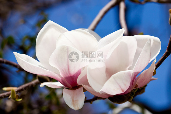 粉红色木兰花 在春天在户外开花植物花瓣植物学背景季节宏观蓝色卡片植物群花园图片