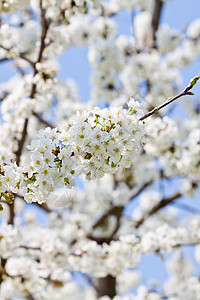 在户外春天的美丽白花背景花瓣蓝色晴天植物群宏观公园植物植物学季节图片