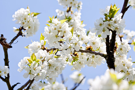 在户外春天的美丽白花生长花朵花瓣植物群公园季节天空生活花园蓝色图片