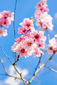 春月樱花和蓝天空植物园艺宏观花园柔软度植物群水果荒野李子季节图片
