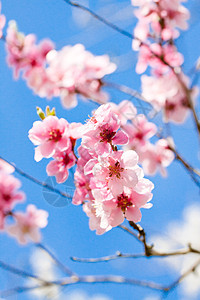 春月樱花和蓝天空李子柔软度公园花园宏观花瓣水果荒野植物群园艺图片