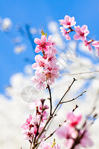 春月樱花和蓝天空植物花瓣宏观公园季节水果植物群荒野李子花园图片