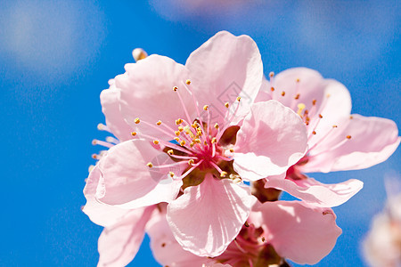 春月樱花和蓝天空季节园艺花园植物宏观李子公园花瓣植物群荒野图片