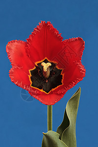 红郁金红色花瓣绿色背景植物黑色郁金香蓝色图片