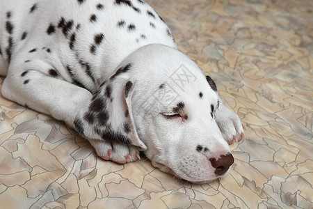 Dalmatian小狗狗哺乳动物黑色斑点宠物白色犬类友谊小狗图片