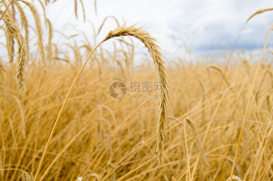 黑麦种子植物生长天空小麦蓝色地平线阳光粮食收获图片