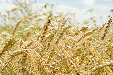 耳聋玉米蓝色收成面包天气农场太阳阳光小麦食物图片