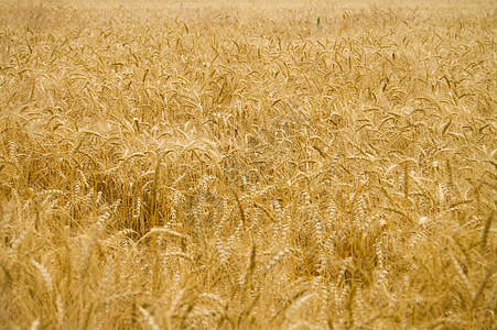 黄金田农场玉米太阳蓝色干草种子面包小麦稻草粮食图片