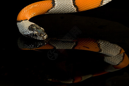蛇白色珊瑚红色爬虫眼睛灰色野生动物橙子玉米冷血图片