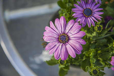 紫骨膜花团体紫色拼贴画植物群花头宏观蓝色花瓣质量植物图片