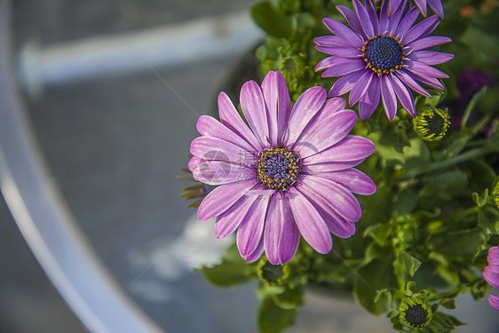 紫骨膜花团体紫色拼贴画植物群花头宏观蓝色花瓣质量植物图片