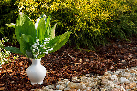 在户外的白色花瓶里 闪耀着山谷里的莉莉公园森林阳光生活百合花瓣植物学植物边界花园图片