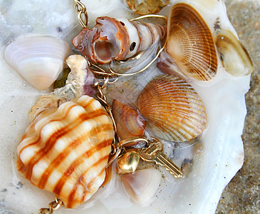 贝壳1潮汐石头蟹壳海水岩石条纹手链挂坠盒支撑海滩图片