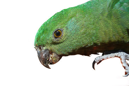 绿鹦鹉棕色传单瞳孔荒野小鸟羽毛野生动物舌头利爪生物图片