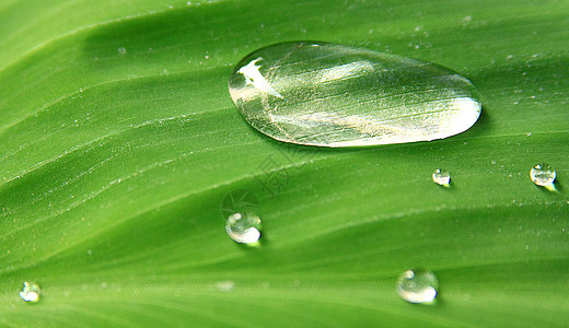 滴在绿叶上飞沫雨滴宏观叶子绿色环境植物图片