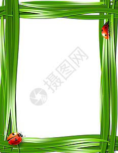 草布和小虫生活绿色插图植物瓢虫甲虫白色花园卡通片红色图片