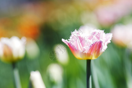 粉色郁金花黄色植物群植物绿色花园叶子橙子花瓣季节图片