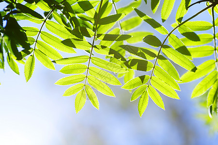 绿叶背景背景叶子森林季节天空蓝色生长阳光绿色植物树叶图片