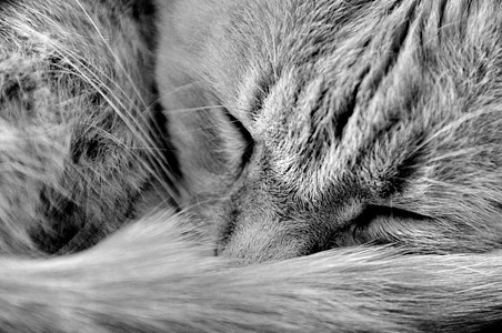 睡猫宠物小猫休息鼻子毛皮睡眠虎斑小憩晶须乐趣图片