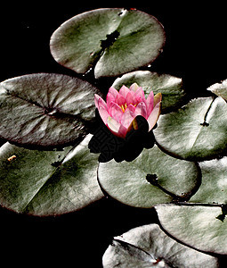 粉水百合热带异国植物沼泽花园花瓣环境栖息地公园香水图片