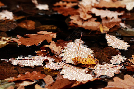 落叶上满是雨滴水晶宏观飞沫森林叶子古董季节棕色黄色环境图片