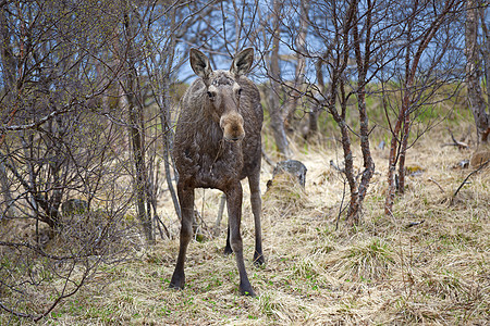 野鹿麋鹿公园荒野森林野生动物棕色动物哺乳动物树木冒充图片