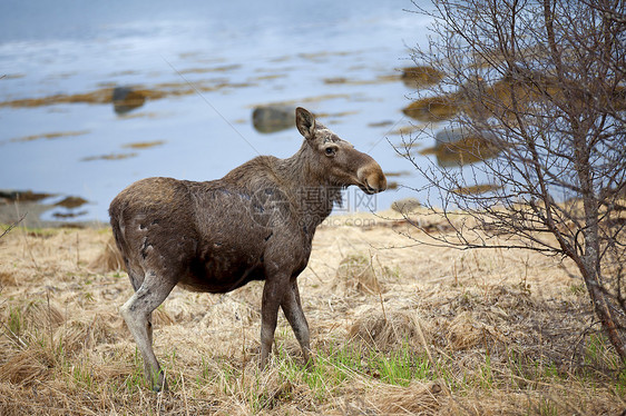 野鹿野生动物哺乳动物麋鹿乡村冒充公园场地驼鹿荒野棕色图片