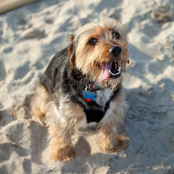 海滩的波克狗图片
