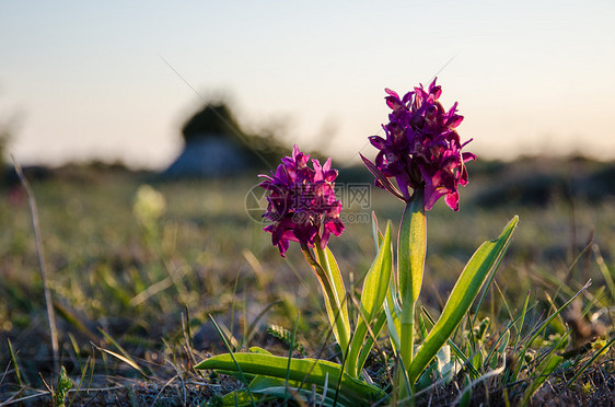 紫兰花野生动物植物植物群野花荒野紫色太阳草原受保护兰花图片