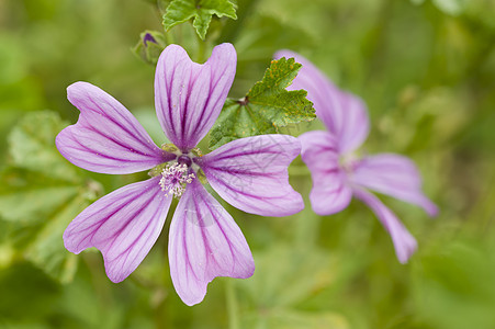 Mauve 的鲜花植物花园草本紫色宏观淡紫色绿色季节粉色图片