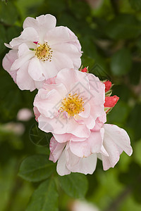 玫瑰盛开绿色雌蕊花园花粉植物红色花瓣季节宏观粉色图片